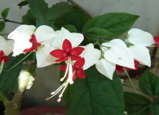 The Enchanting Jade Lady: Unveiling the Beauty, Significance, and Care of the Hoya Lacunosa.