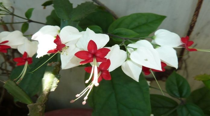 The Enchanting Jade Lady: Unveiling the Beauty, Significance, and Care of the Hoya Lacunosa.