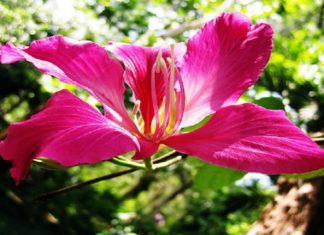 The Magic of the Red Ban Flower: Unveiling the Secrets of its Year-Round Bloom and Beauty
