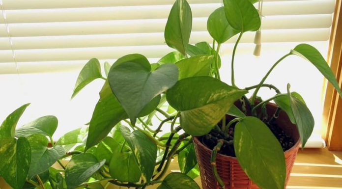 The Devil’s Ivy: Unraveling the Mystery, Beauty, and Care of this Evergreen Climber