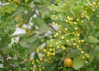 The Magic of the Crape Jasmine: Unveiling its Significance, Beauty, and Easy Home Gardening Tips