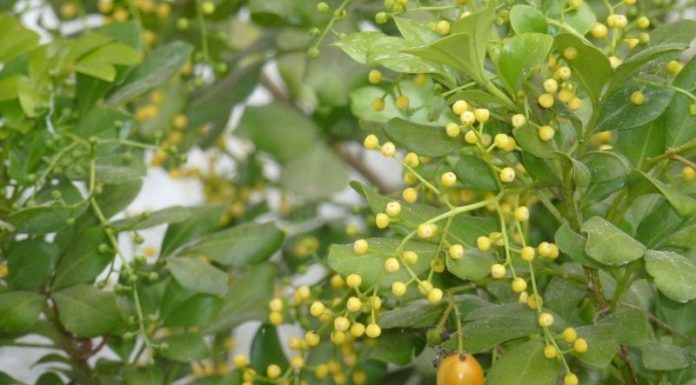 The Magic of the Crape Jasmine: Unveiling its Significance, Beauty, and Easy Home Gardening Tips