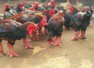 The Tasty Treasures of Hung Yen: A Delicacy Worth the Hunt for Vietnam’s Elite