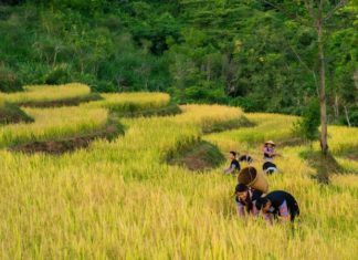 The Tasty Delights of Hoa Binh: 15 Local Specialties to Savour and Gift.
