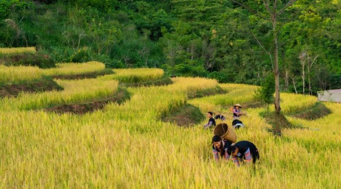 The Tasty Delights of Hoa Binh: 15 Local Specialties to Savour and Gift.