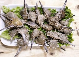 The Unloved Spiny Sea Creature Now a Culinary Delicacy: Foodies Fork Out 250,000 VND/kg for the Ultimate Taste Sensation.