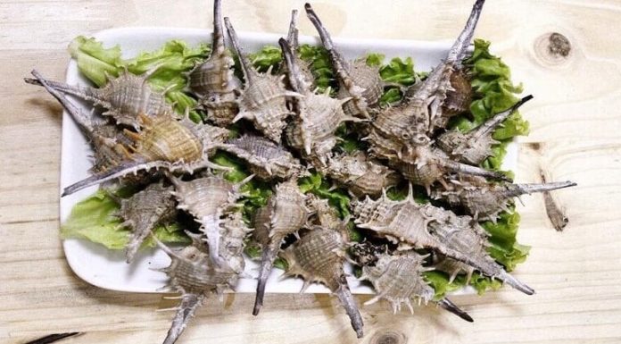 The Unloved Spiny Sea Creature Now a Culinary Delicacy: Foodies Fork Out 250,000 VND/kg for the Ultimate Taste Sensation.