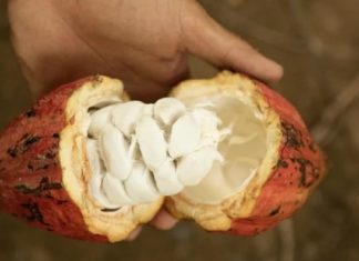 The Unknown Fruit: A New Culinary Sensation with a Tangy Twist