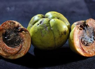 The Ultimate Country Treasure: A Tasty Treat Turned Urban Delicacy.