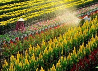 The Tasty Treasures of Sa Dec: 6 Delicacies to Savour and Gift