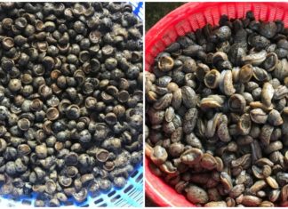 The Delicious Delicacies of Thanh Hoa: Unique Names, Unforgettable Flavors