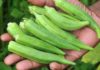 The Superfood for Diabetics: Unlocking the Power of Okra