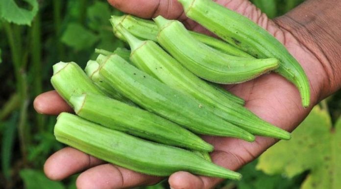 The Superfood for Diabetics: Unlocking the Power of Okra
