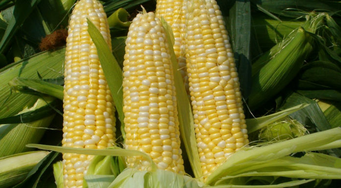 What is Corn Oil? The Amazing Benefits of Corn Oil You Never Knew