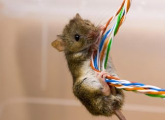 The Ultimate Guide to Getting Rid of Mice: A Motorcycle Owner’s Companion