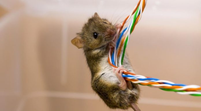 The Ultimate Guide to Getting Rid of Mice: A Motorcycle Owner’s Companion