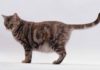 Signs Your Cat is About to Give Birth and How to Prepare