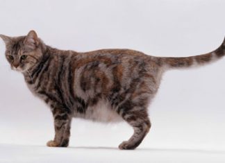 Signs Your Cat is About to Give Birth and How to Prepare