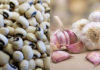 Can Garlic and White Beans Cure High Blood Pressure?