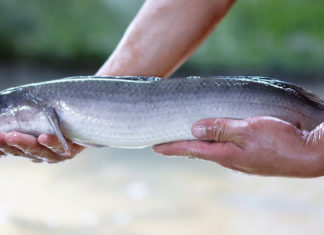 A Delicious and Nutritious Meal: Non-Fishy Snakehead Fish Puree for Your Little One’s Steady Weight Gain