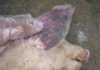 Is It Safe to Consume Pork Affected by African Swine Fever?