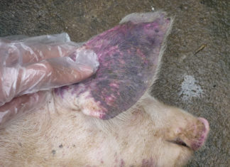 Is It Safe to Consume Pork Affected by African Swine Fever?