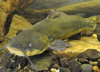 The Many Faces of Catfish: A Guide to Vietnam’s Slippery Swimmers