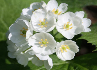 The Crystal Clear Flower: Diep Ha Son’s Unique Beauty