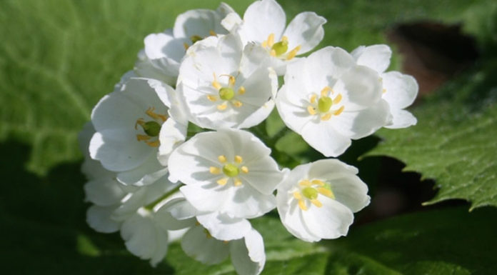 The Crystal Clear Flower: Diep Ha Son’s Unique Beauty