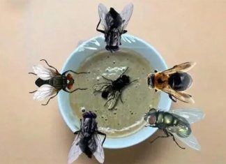 The 4 Super-Easy Ways to Get Rid of Flies Using Laundry Detergent, Cooking Oil, or a Coin