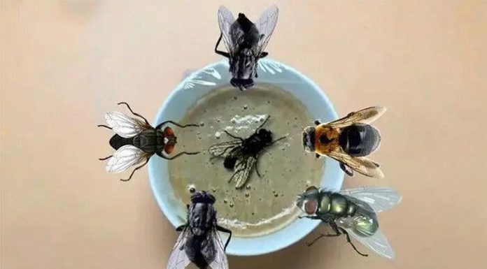 The 4 Super-Easy Ways to Get Rid of Flies Using Laundry Detergent, Cooking Oil, or a Coin