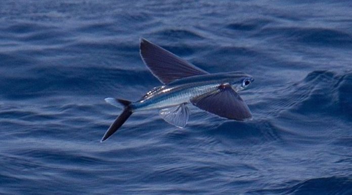 The Curious Case of Two Fish: An Aerial and Arboreal Adventure.