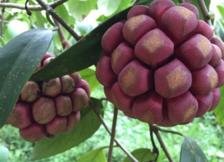 The Red-Fleshed Wonder: This Unusual Variety of Pear Will Astonish You With Its Price Tag, But It’s Worth the Hunt