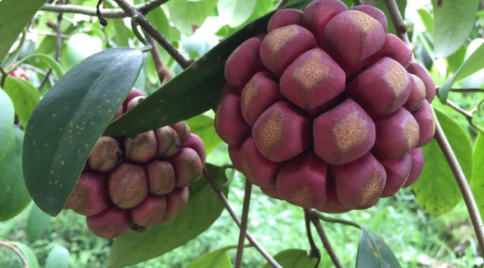 The Red-Fleshed Wonder: This Unusual Variety of Pear Will Astonish You With Its Price Tag, But It’s Worth the Hunt