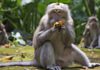 2024 Horoscope for the Monkey: Unveiling the Year’s Fortunes in Career, Finances, Health, and Love