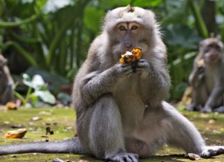 2024 Horoscope for the Monkey: Unveiling the Year’s Fortunes in Career, Finances, Health, and Love