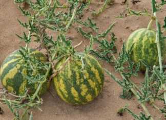 Why You Should Avoid Eating Watermelons That Grow in the Desert