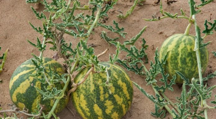 Why You Should Avoid Eating Watermelons That Grow in the Desert
