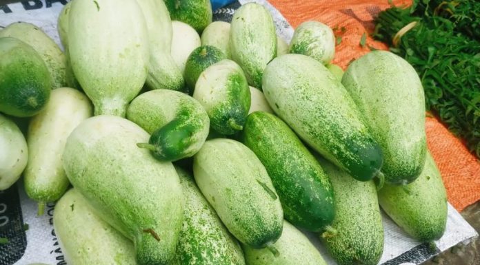 What are Cucamelons? Are They Different from Cucumbers?