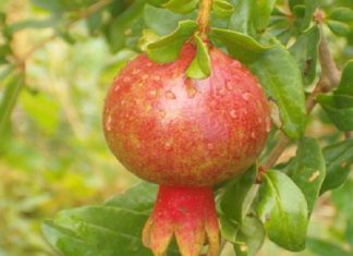 Don’t Let the Colors of These Fruits Fool You