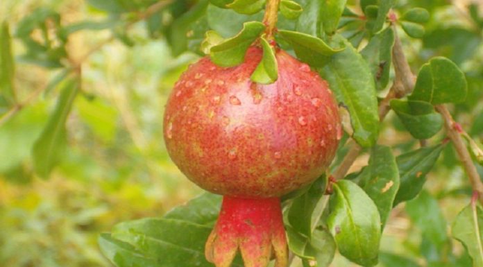 Don’t Let the Colors of These Fruits Fool You