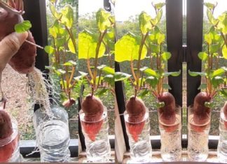 Don’t Toss These 4 Veggie Scraps – Regrow Them in Water for a Green Living Space