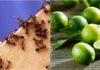“Citrus Solution: Banish Ants with a Few Lemons and Limes”
