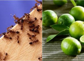 “Citrus Solution: Banish Ants with a Few Lemons and Limes”