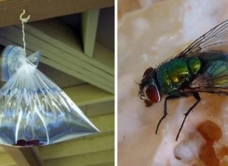 What’s the Point of Hanging a Bag of Water on Your Window?