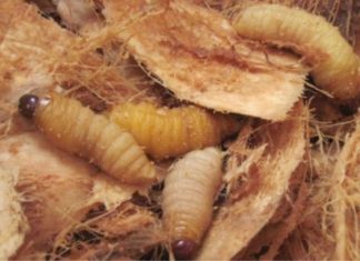 What are Coconut Grubs? Where to Buy and How to Prepare Them.