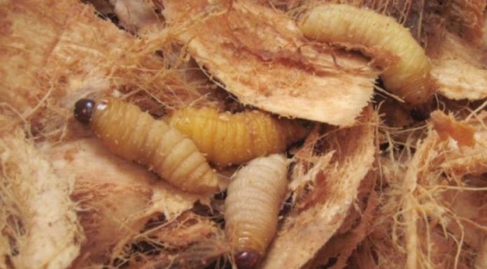 What are Coconut Grubs? Where to Buy and How to Prepare Them.