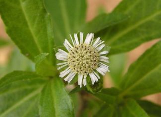 What is Eclipta Prostrata Extract in Cosmetics? Unveiling the Skin Benefits.