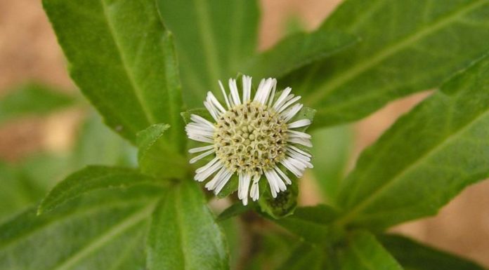 What is Eclipta Prostrata Extract in Cosmetics? Unveiling the Skin Benefits.