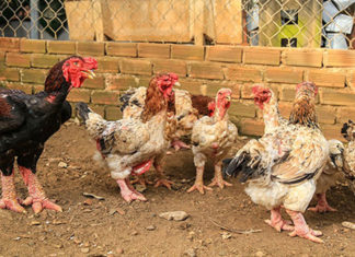 What is Dong Tao Chicken? How much does Dong Tao Chicken cost per kg and where can you buy it?